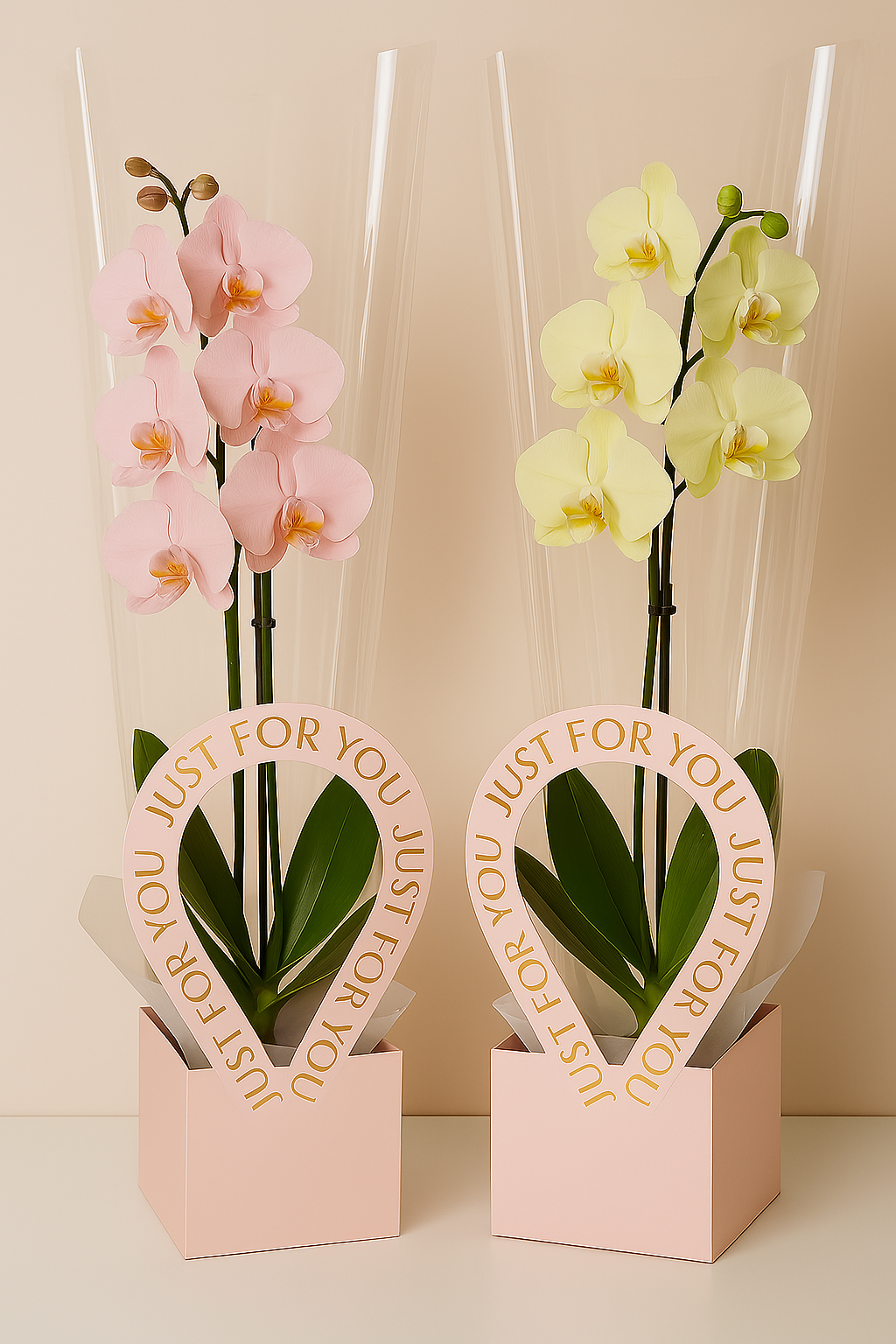 Orchid in Gift Box “Just for You”