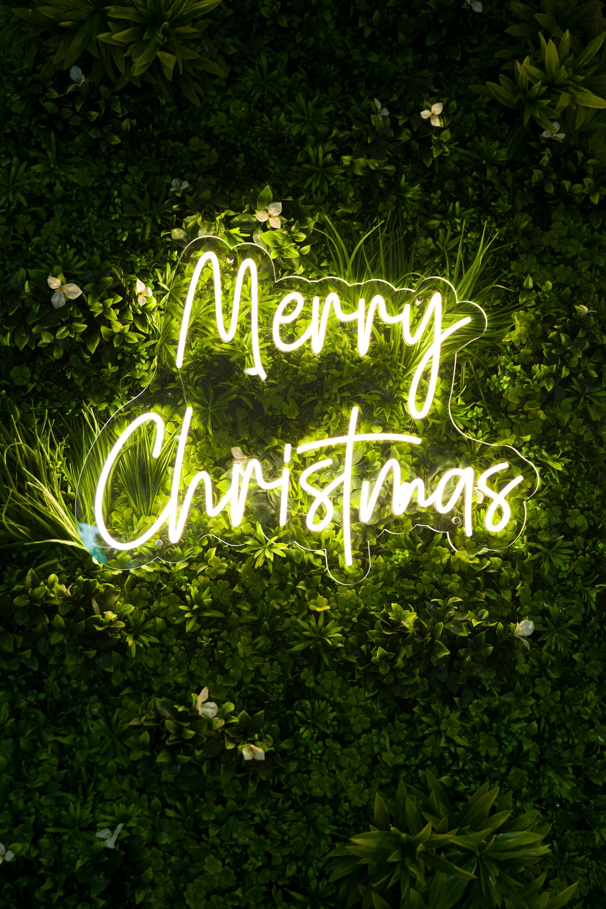 Christmas Flowers & Gifts