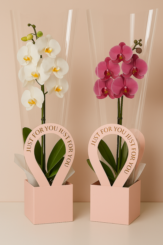 Orchid in Gift Box “Just for You”