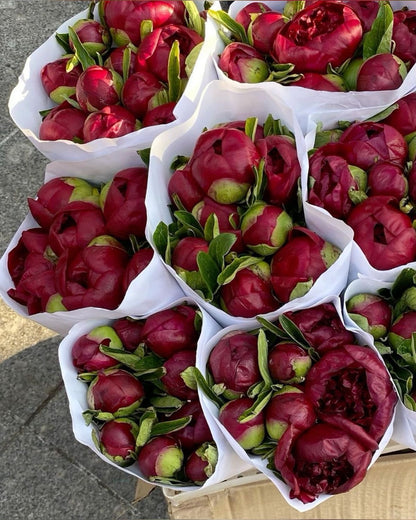 Red Charm Peony