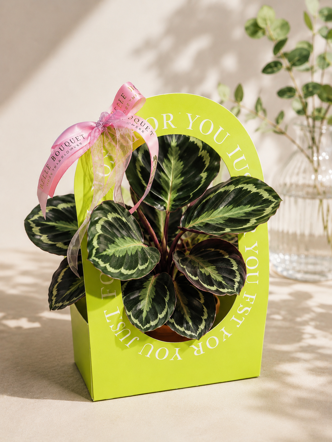 Calathea ‘Medallion’