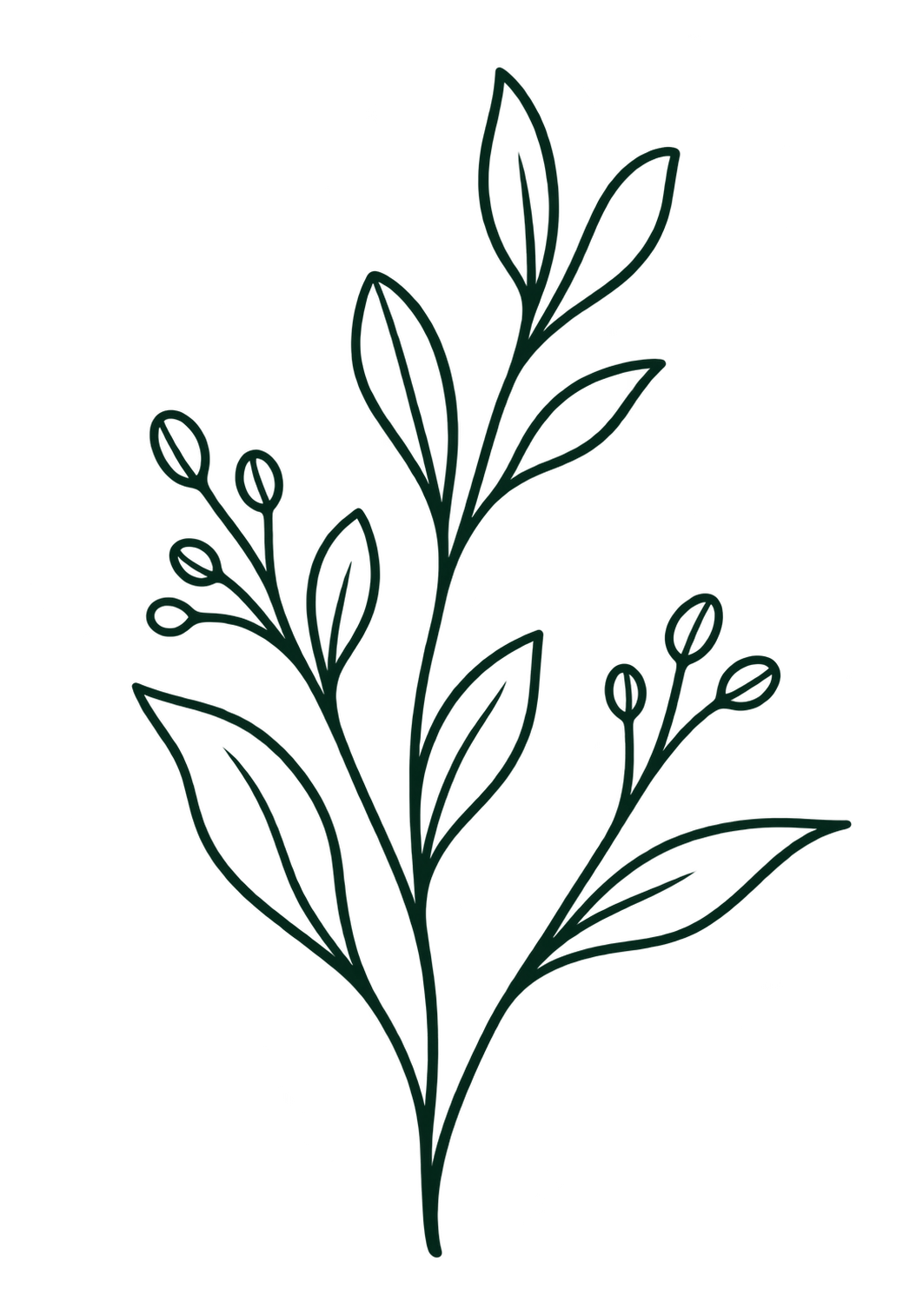 Dark green leafy botanical stem with buds on a solid white background.