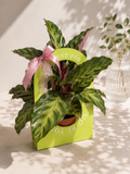 Calathea ‘Maui Queen’ plant