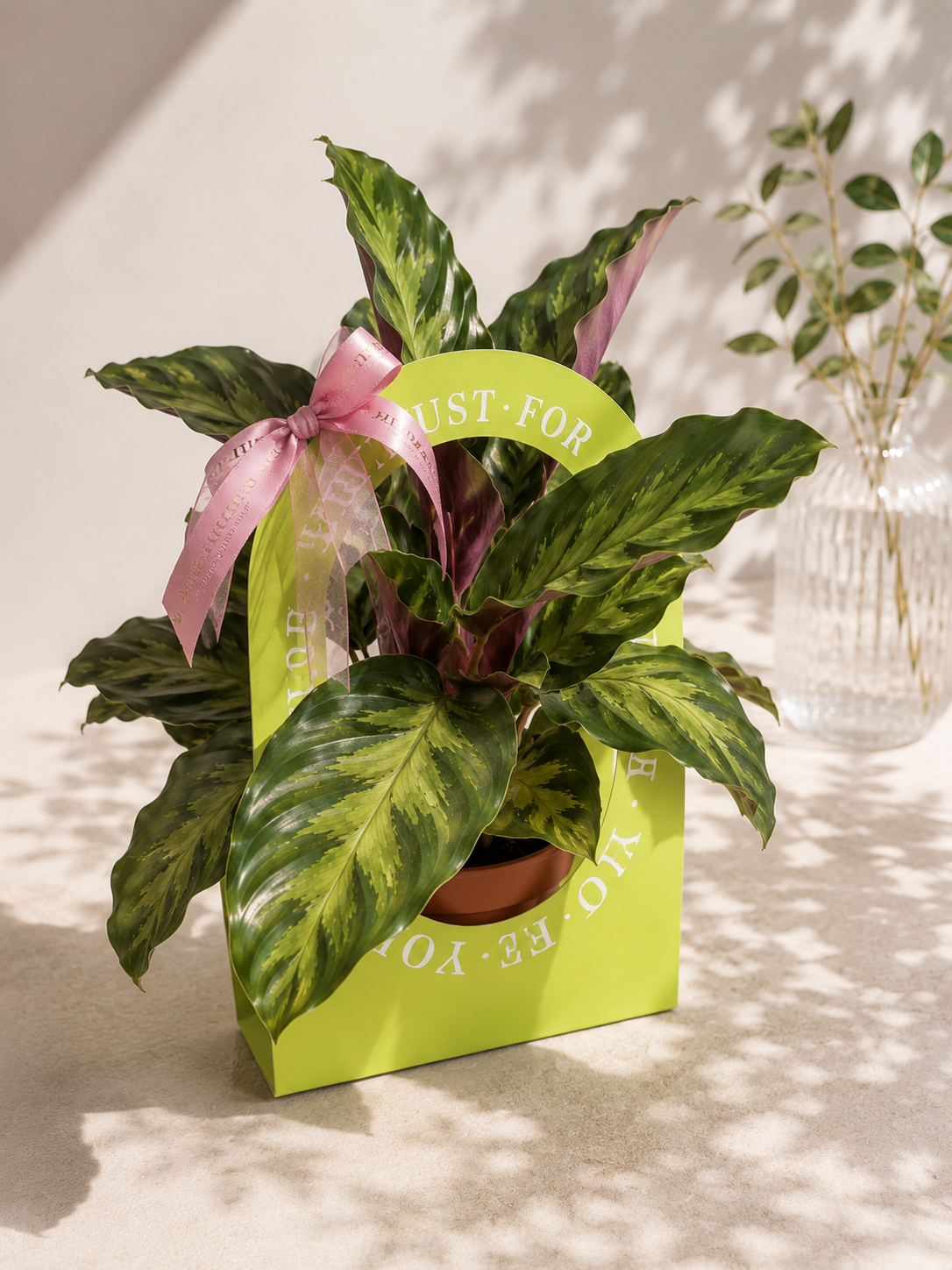 Calathea ‘Maui Queen’