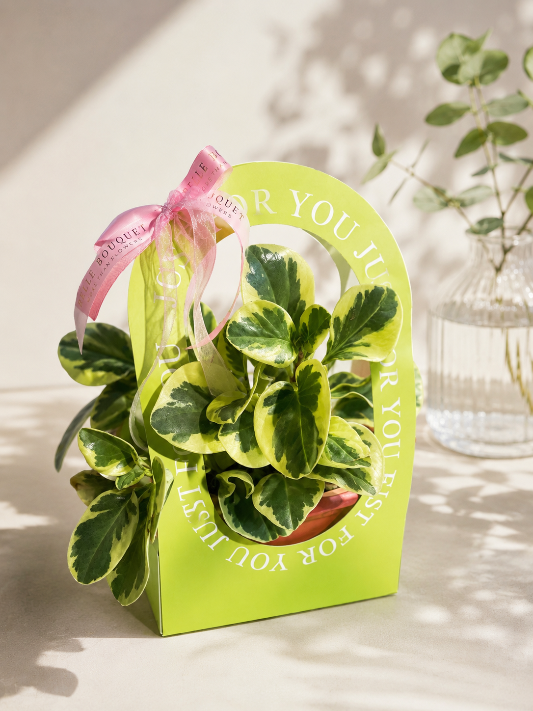 Peperomia Obtusifolia Variegata