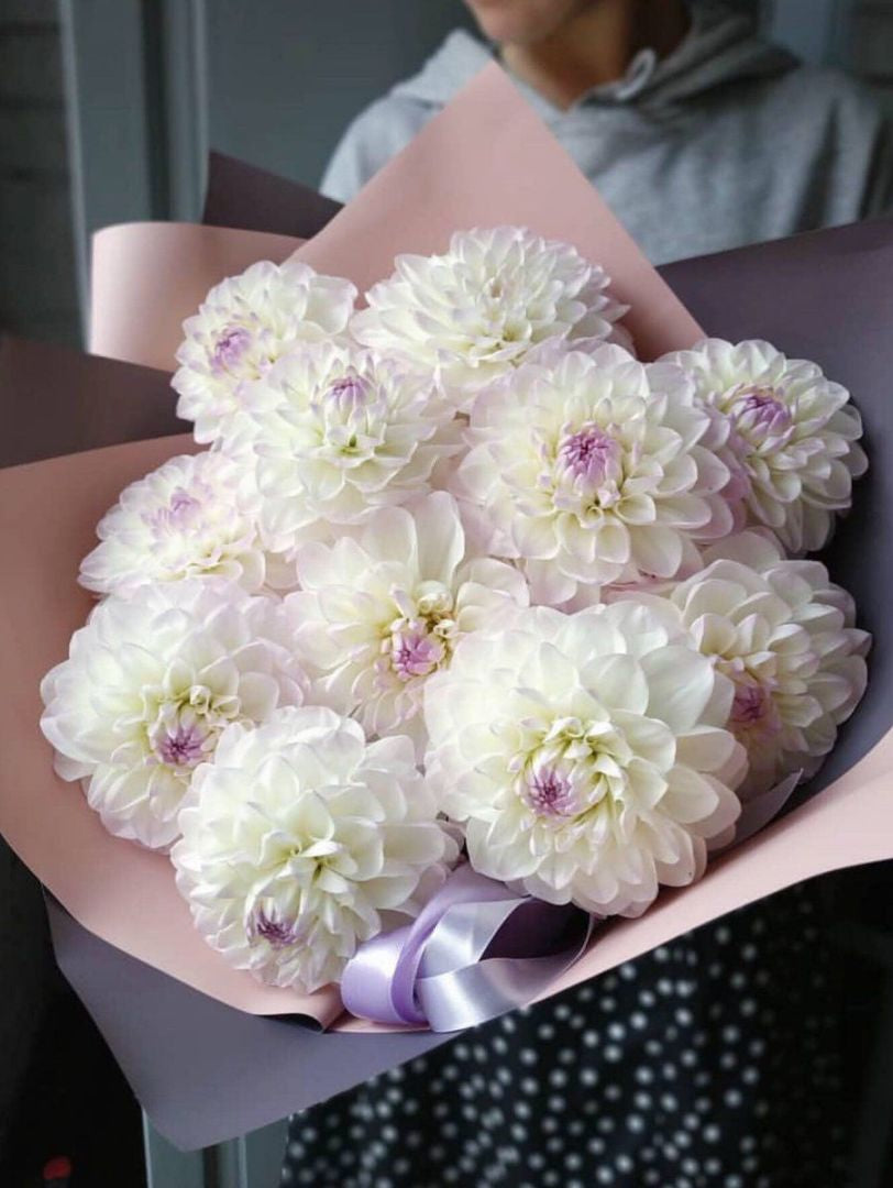 Dahlia lovers!