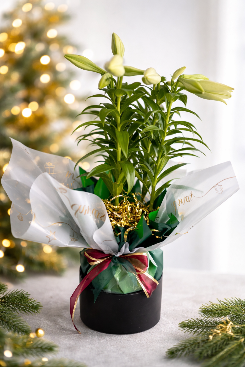 Planted Christmas Lily