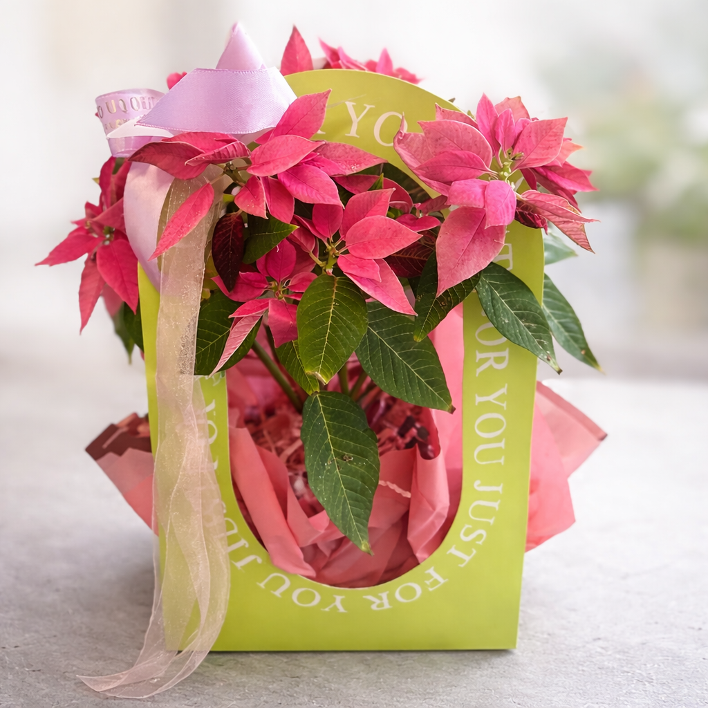 Pink Poinsettia Gift