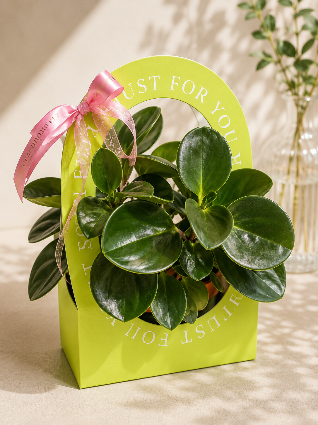 Peperomia Obtusifolia