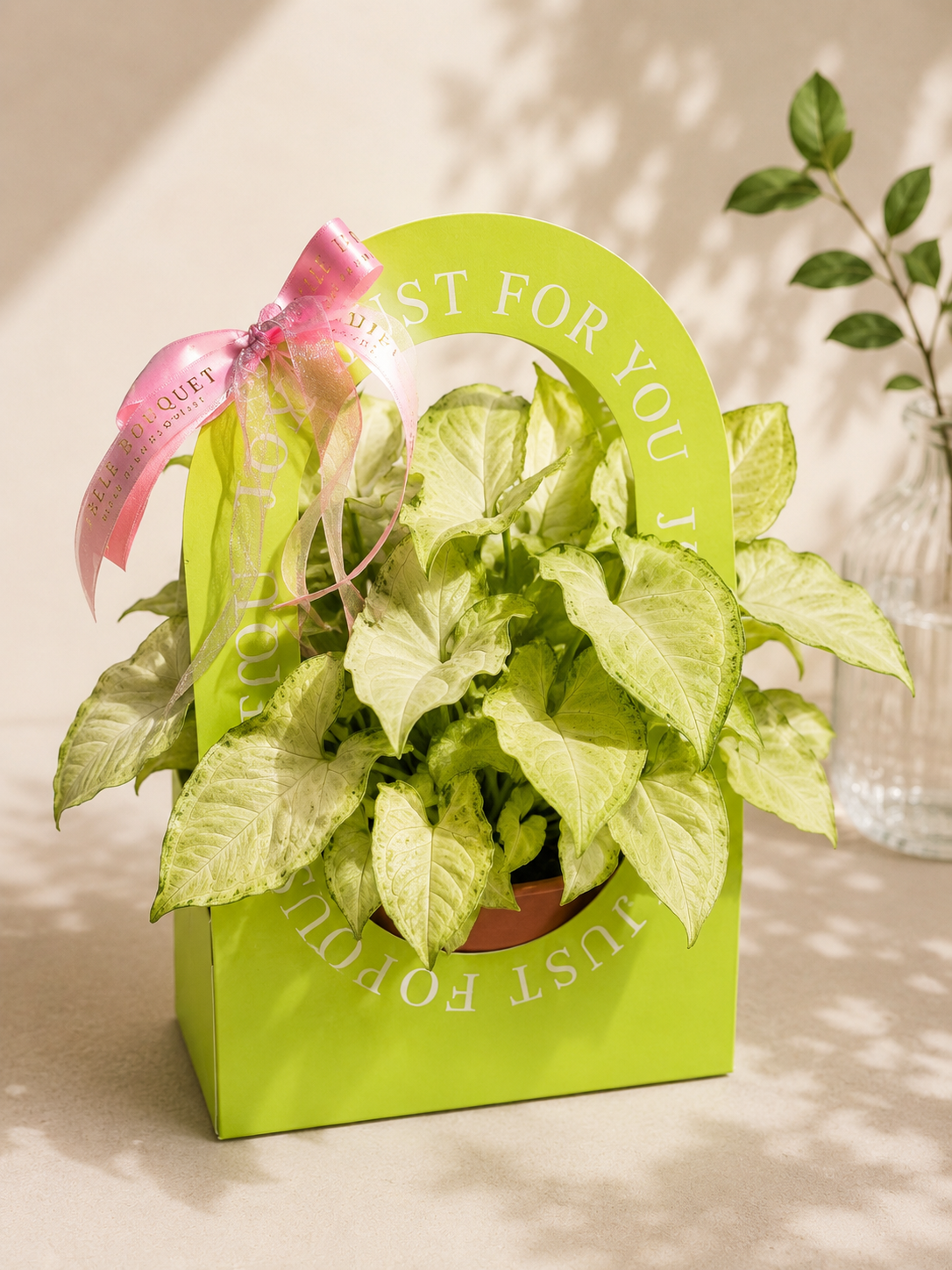 Syngonium ‘White Butterfly’