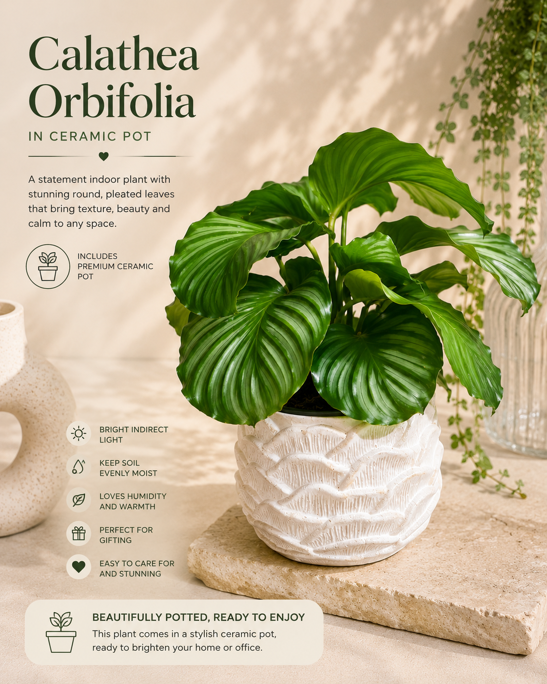 Calathea Orbifolia