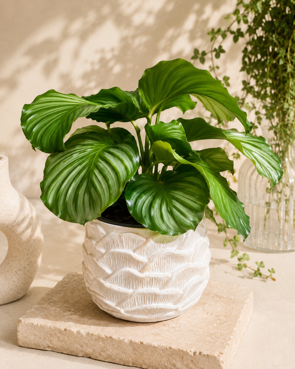 Calathea Orbifolia