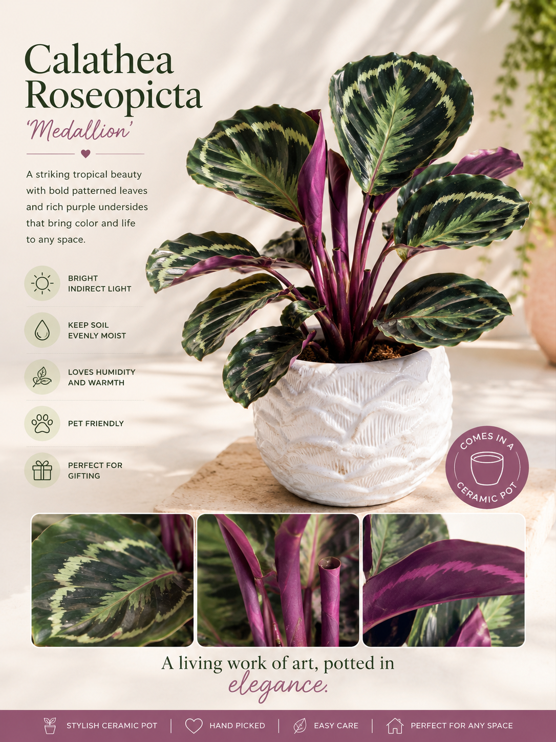 Calathea ‘Medallion’