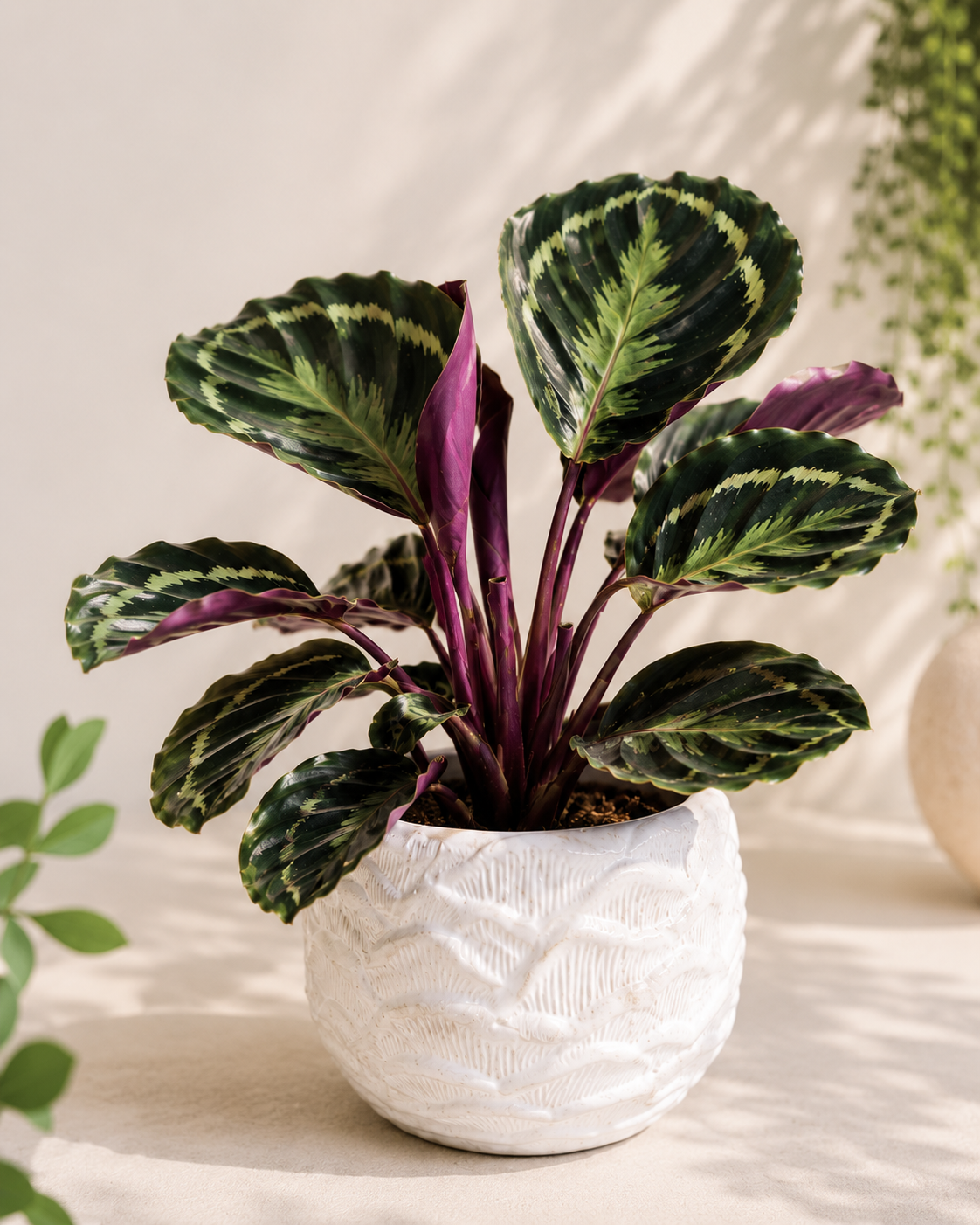 Calathea ‘Medallion’