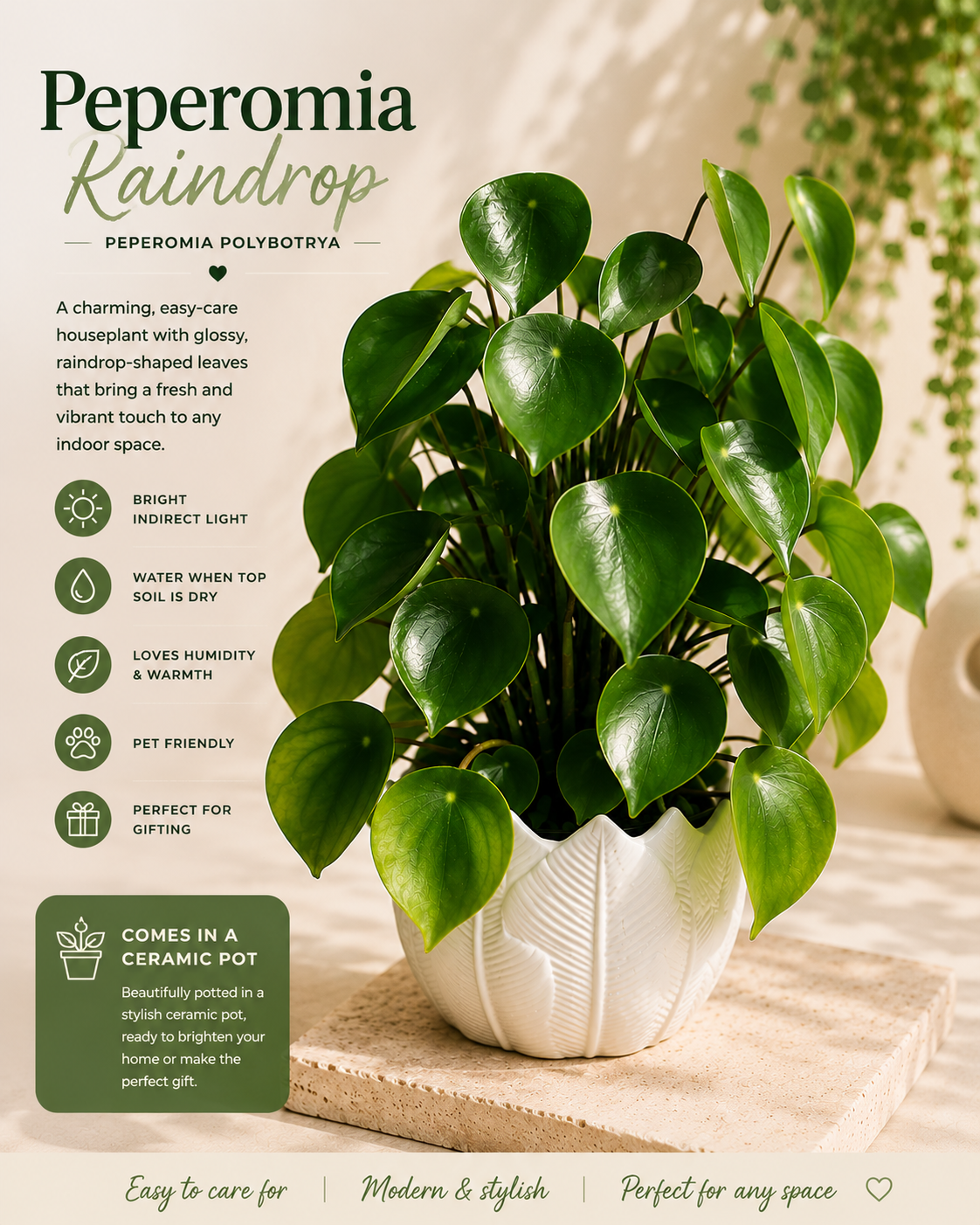 Raindrop Peperomia