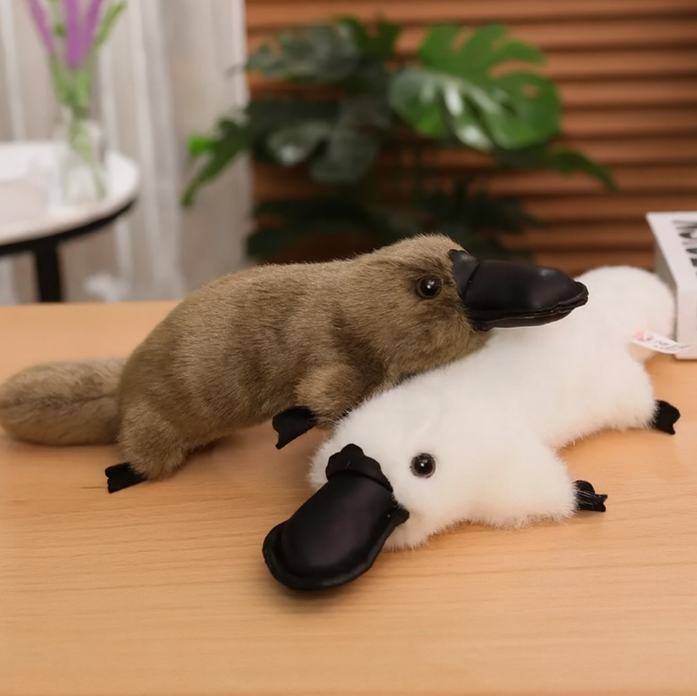 Two plush toy platypuses on a wooden surface with a blurred indoor background.